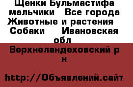 Щенки Бульмастифа мальчики - Все города Животные и растения » Собаки   . Ивановская обл.,Верхнеландеховский р-н